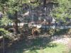 bears_park_110_belitsa_com.jpg
